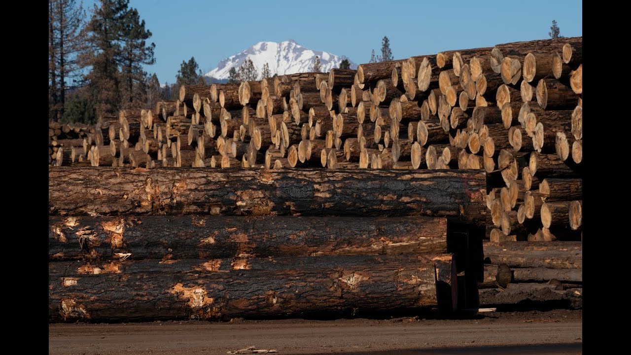 Chester Sawmill Filled To Capacity After Dixie Fire