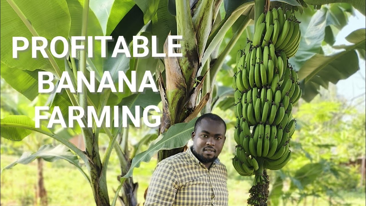 Profitable Banana Farming in Kenya