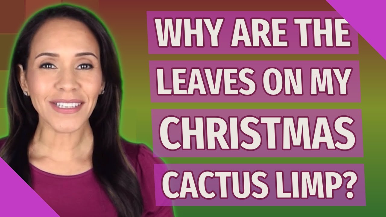 Why are the leaves on my Christmas cactus limp?