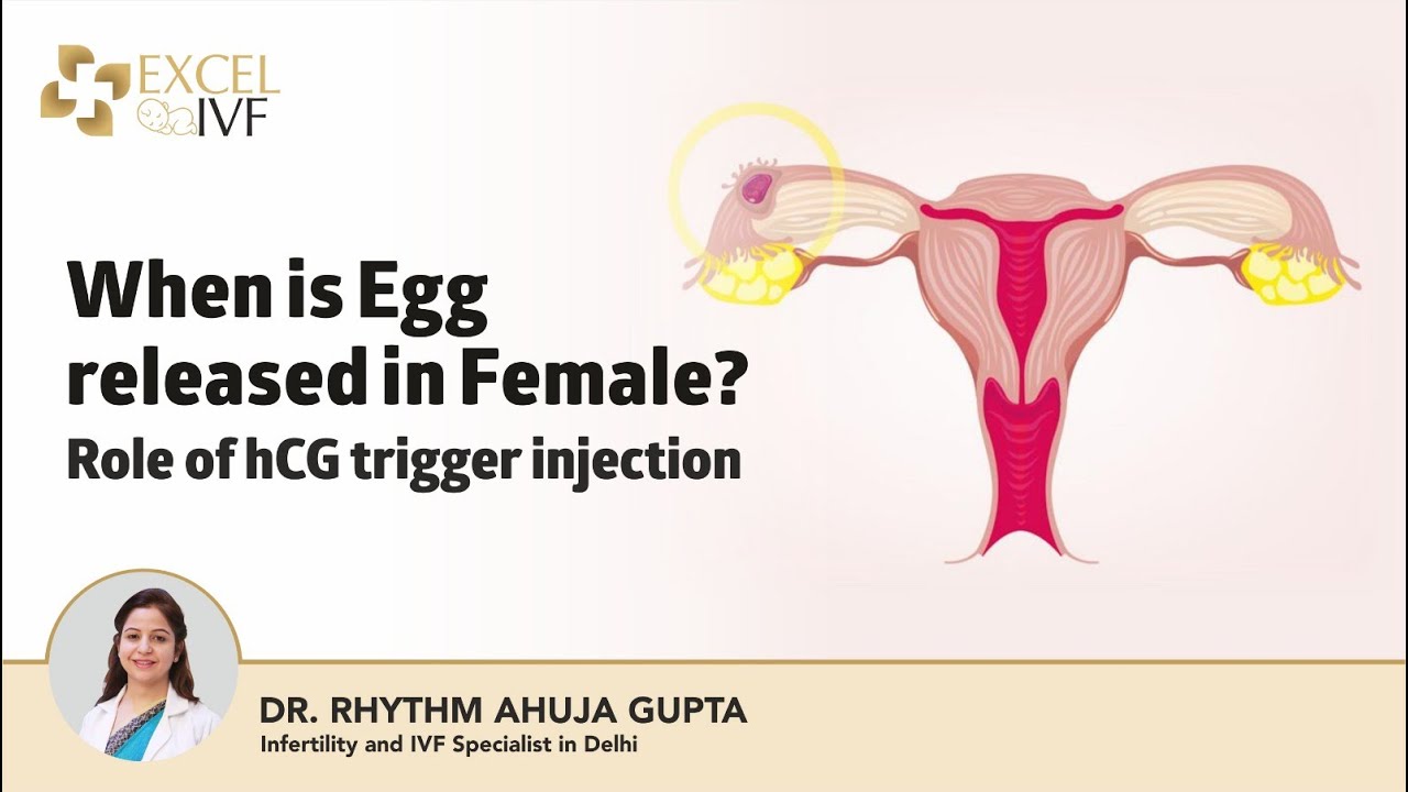 Egg release अण्डा कब निकलता है ? Role of hCG trigger injection | Dr Rhythm Gupta - IVF Specialist