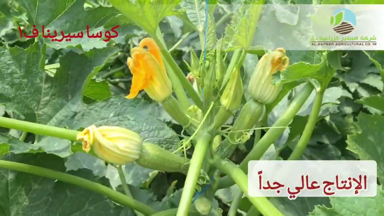 كوسا سيرينا موسم 2025