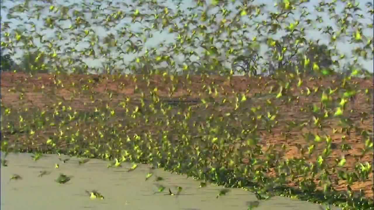 Budgerigars - Earthflight