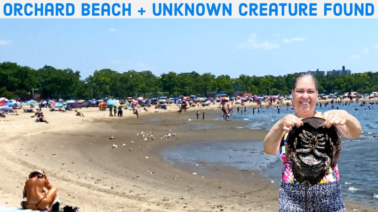 Walking NEW YORK CITY Beach Orchard Beach Bronx (4K)