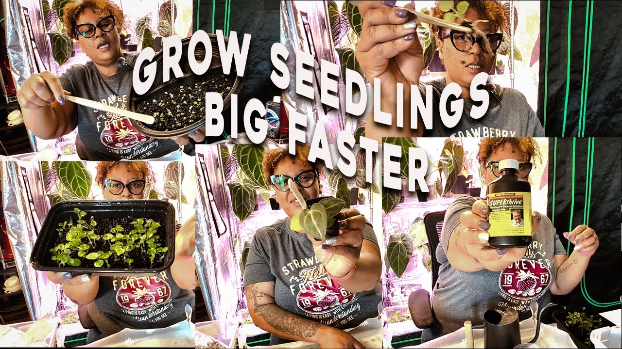 🌱 How to Grow Anthurium Seeds & Seedlings Bigger and Faster! 🌿
