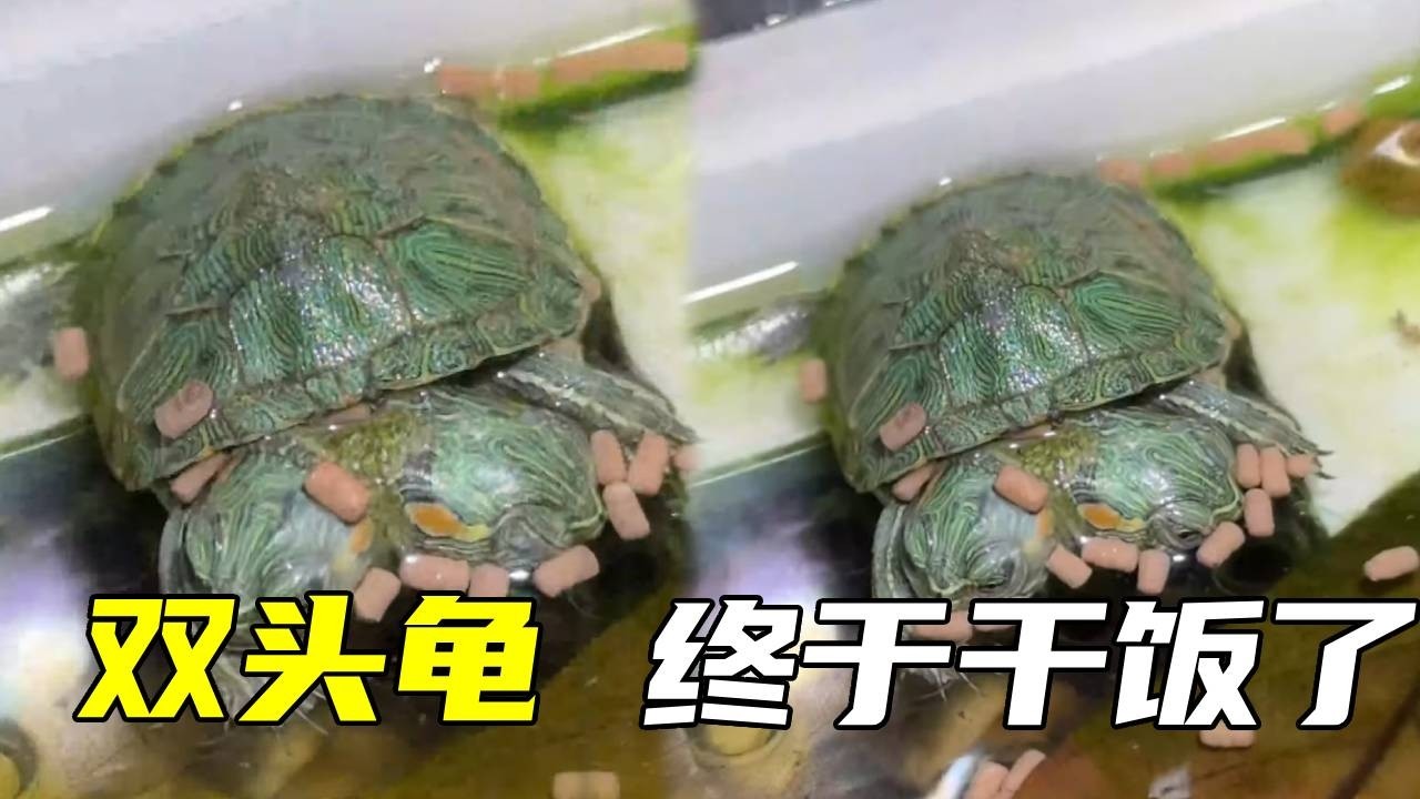 双头龟终于吃东西了！ #双头龟#神奇动物在抖音#鲁伟学长