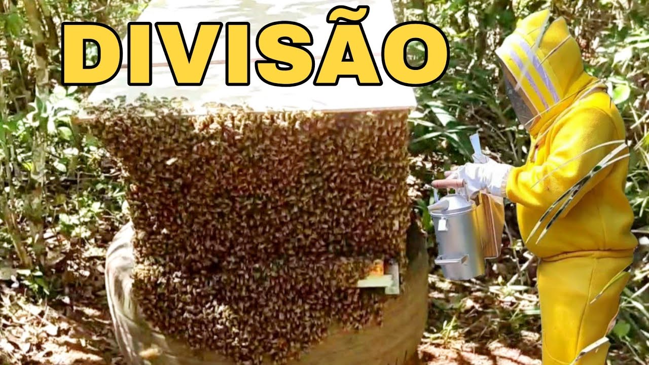 COMO FAZER DIVISÃO DE COLMÉIA PELO MODO NATURAL / Como multiplicar seus  enxames de abelhas