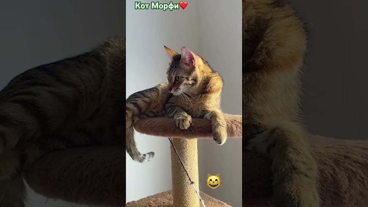 Хороший ответ&hellip;😆 #shorts #cat #funny #юмор #прикольныекоты