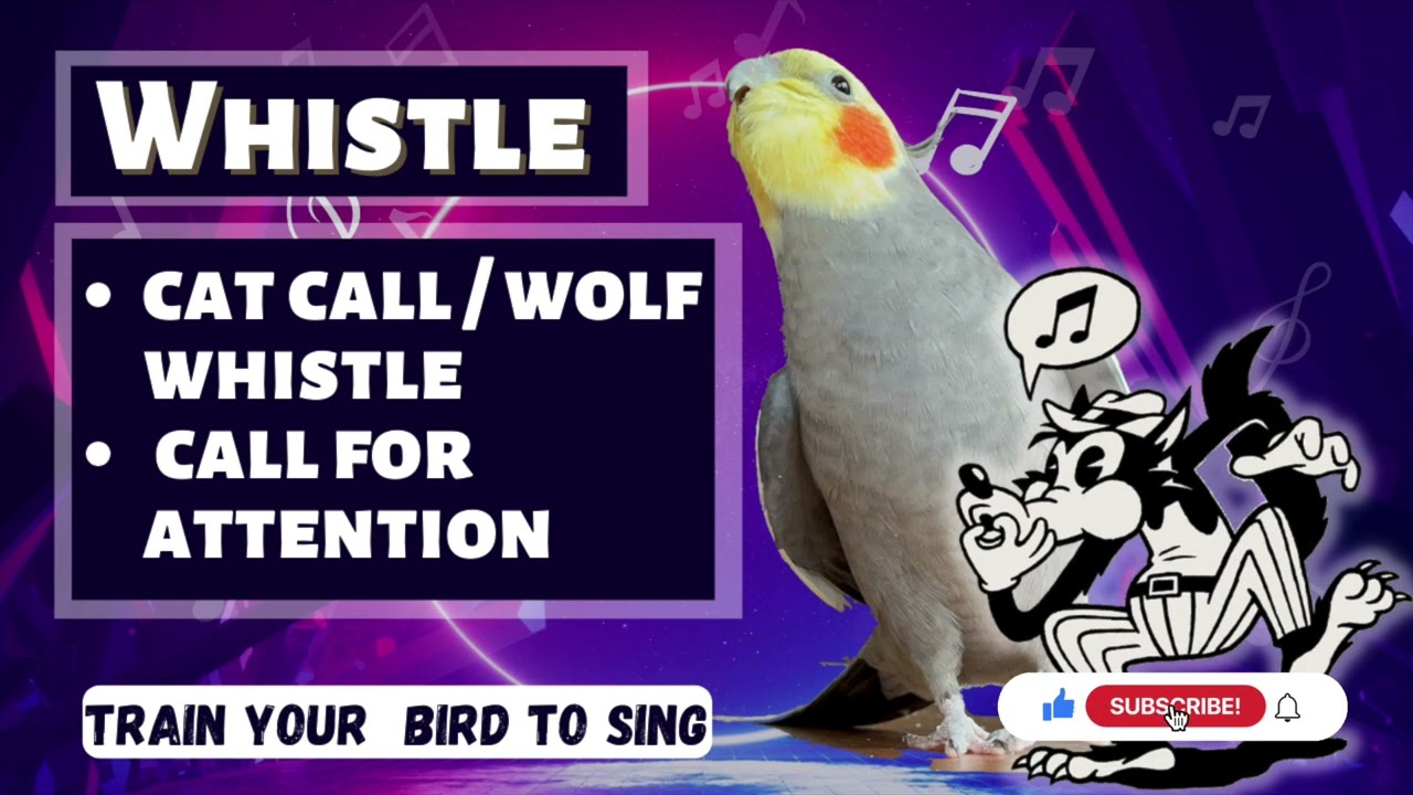 Whistle - Wolf Whistle / Cat Call - Training Video For Cockatiels and Birds