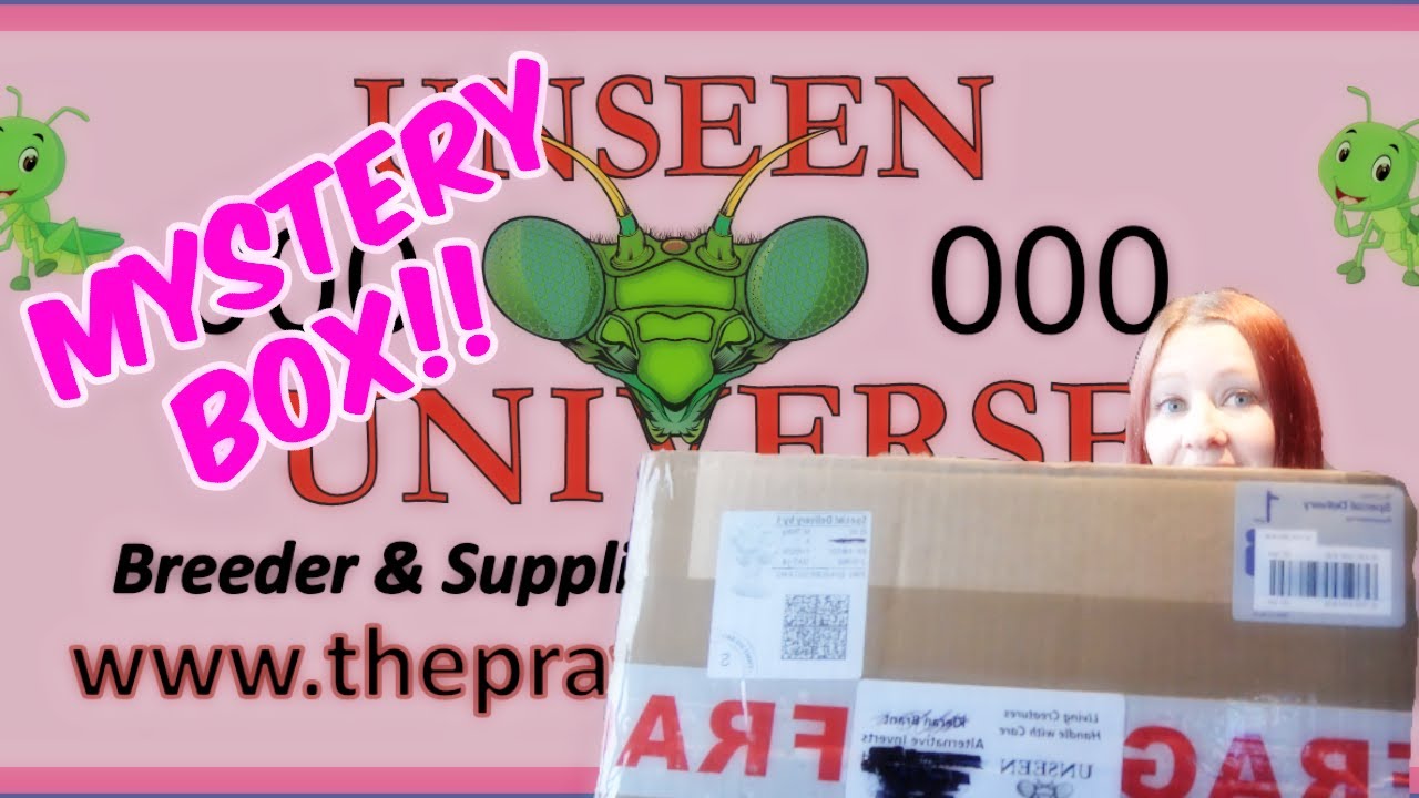 Unseen Universe Mantis MYSTERY BOX!