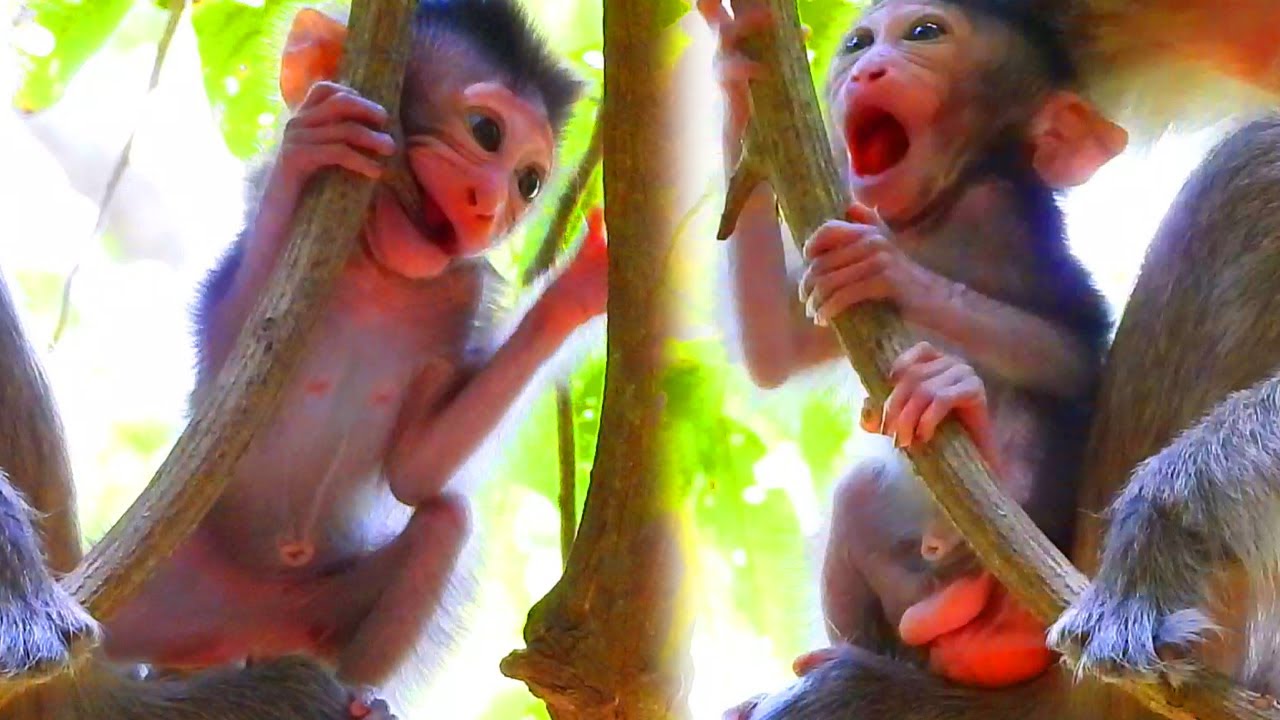 Adorable tiny baby VEGAN try hug a tree with movement lively, look really healthy | Cute Video