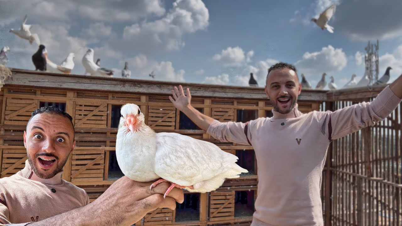 سر الحمام الغريب والبرج بتاعنا 😳(اللاحم الفرنساوي ماله بالموضوع )