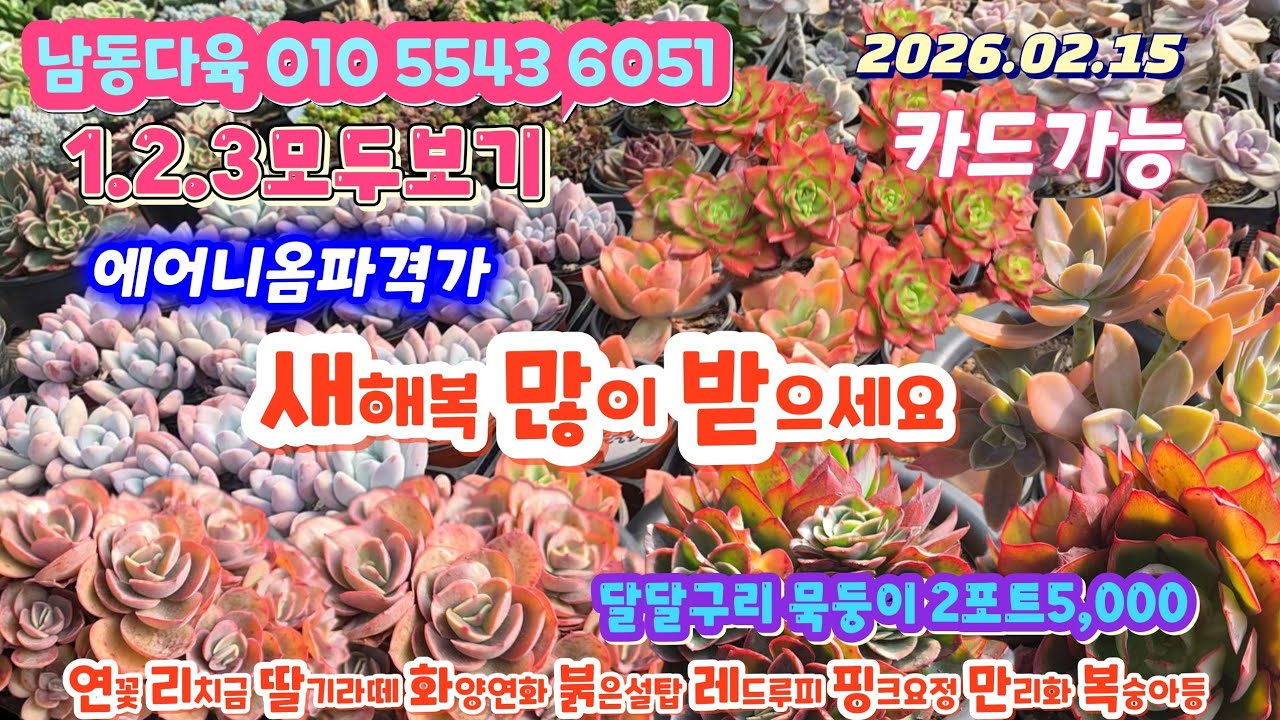 남동다육(4)에어니옴 묵둥이 선인장 2천짤 부자재 깍지약 1.2.3한자리에서 모두보기 