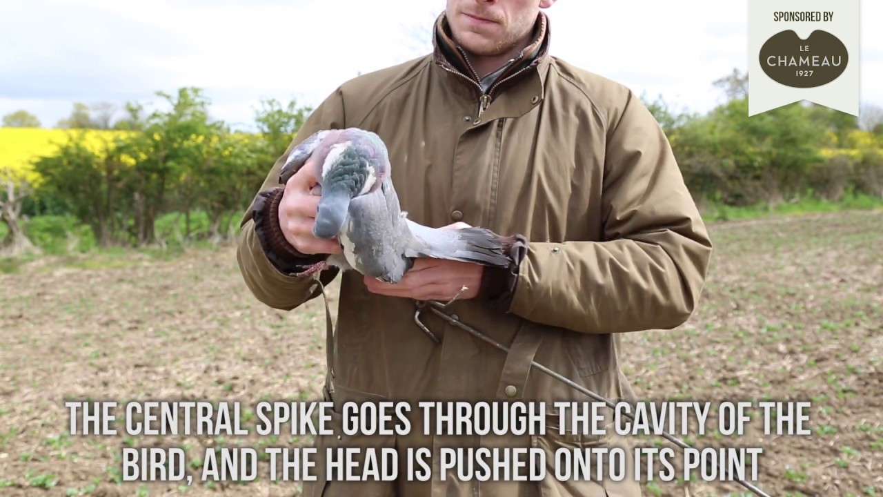 A guide to setting up pigeon decoys – with Fieldsports Magazine