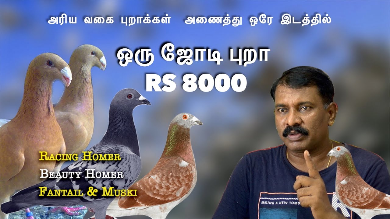 rearing pigeon tamil | columbidae | racing homer | fantail and king pigeon