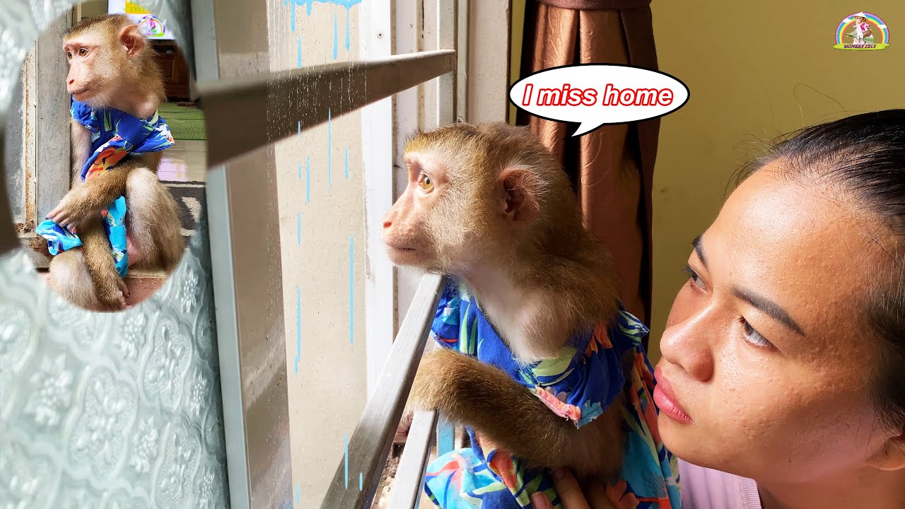Lyly... what are you thinking about??? Monkey Lyly was deep in thought while it was raining.