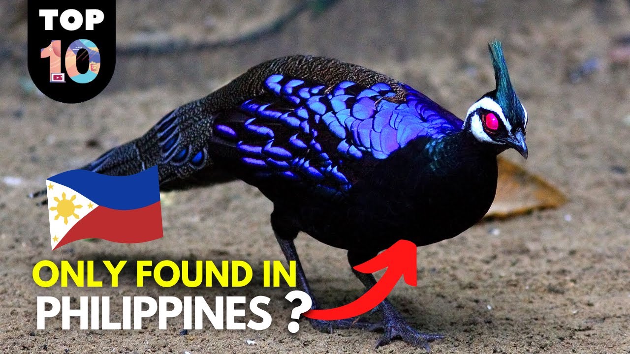 10 РЕДКИХ животных, которых можно встретить только на Филиппинах 🇵🇭