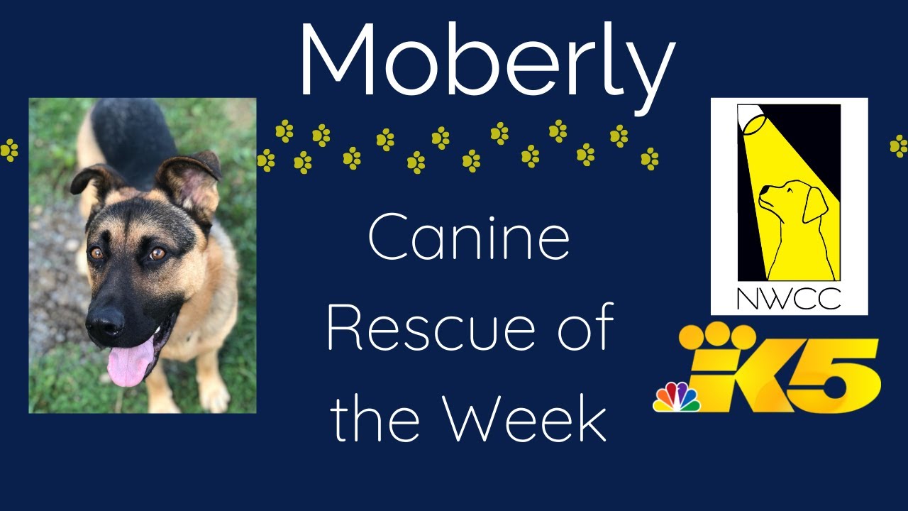 Moberly on KING5 Seattle with Steve Bunin