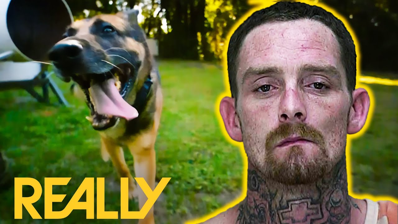 Brave Police Dog K9 Tipster Tracks Down A Fugitive | Body Cam