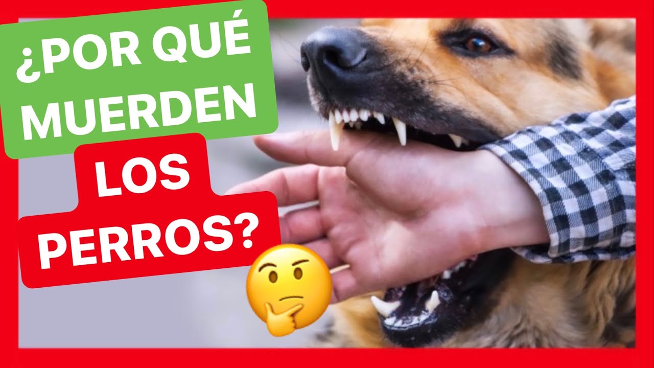 4 MOTIVOS por los que TU PERRO PUEDE MORDER 🤔 - [TIPOS DE MORDIDA] ✅