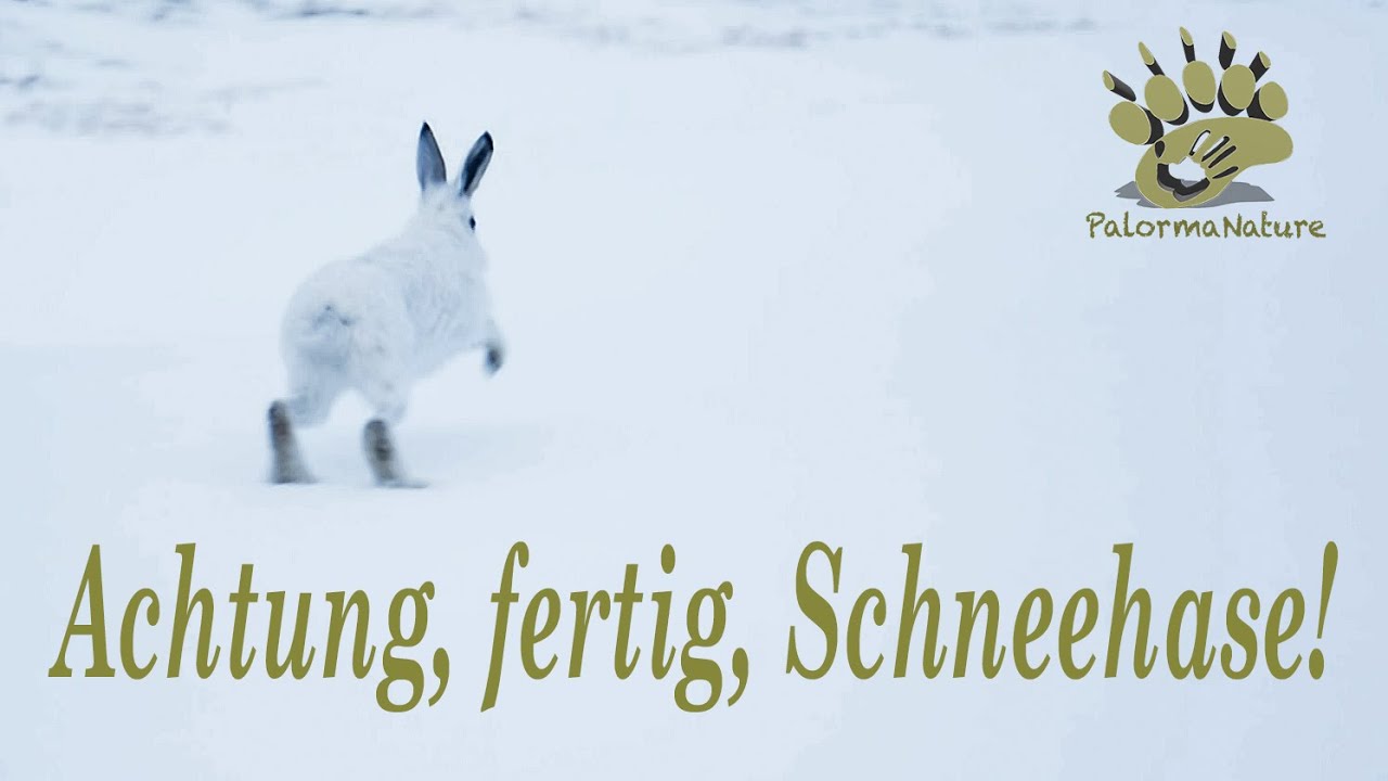 Wildlife Insights | Achtung fertig Schneehase! | Alpine Mountain Hare | Schneehuhn