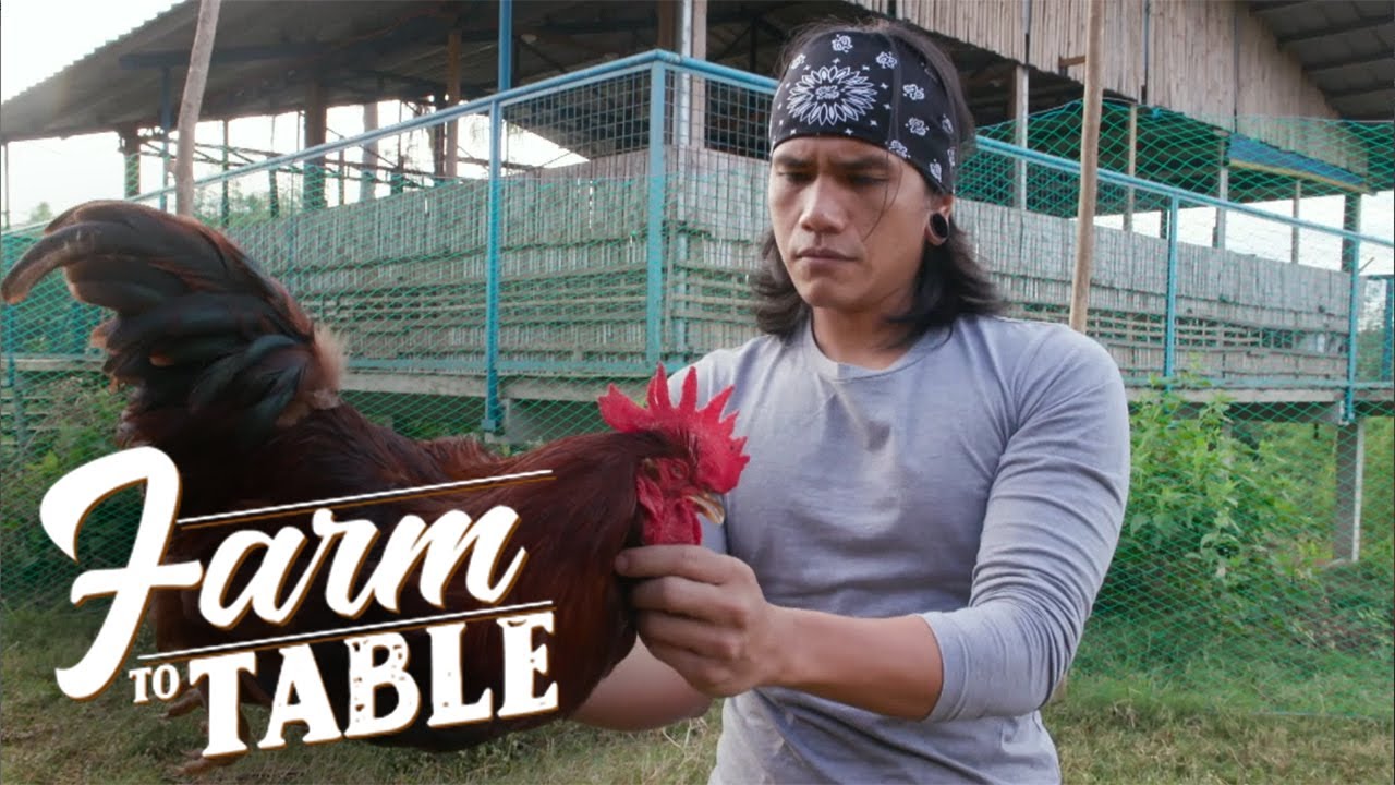 Farm To Table: How to take care of the ‘Rhode Island Red’ chicken breed