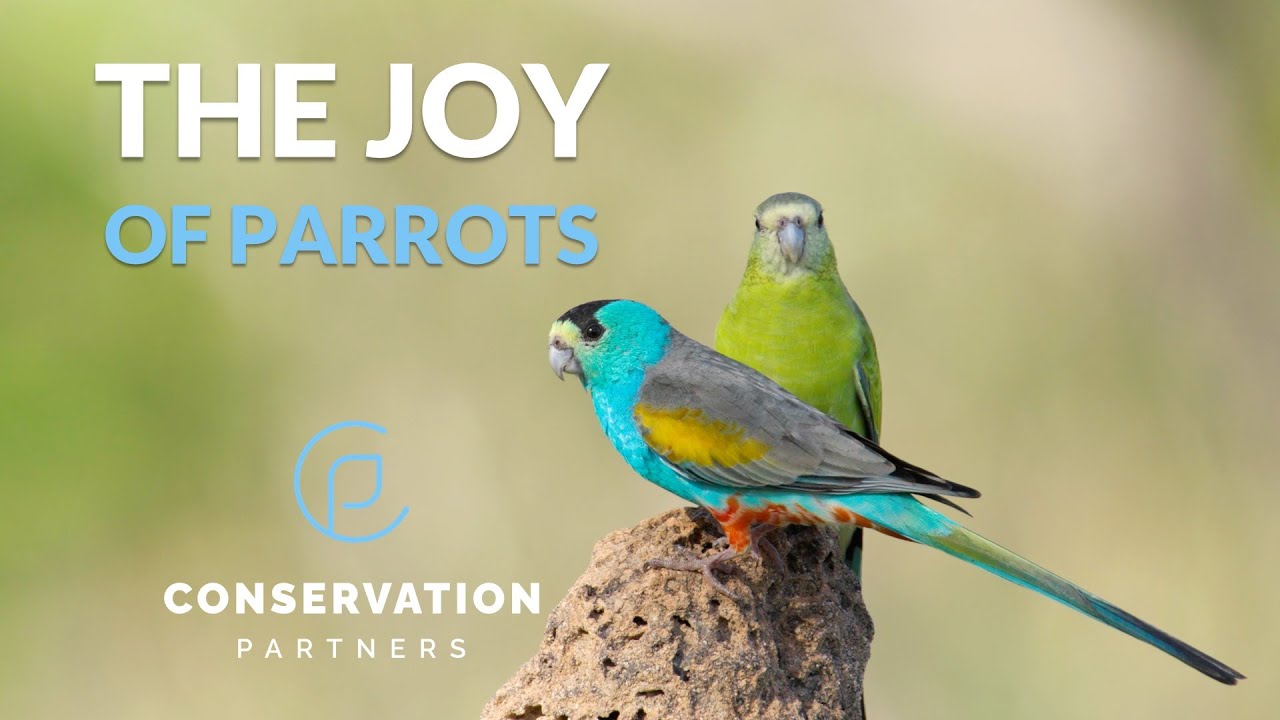 The Joy of Parrots - Conservation Partners