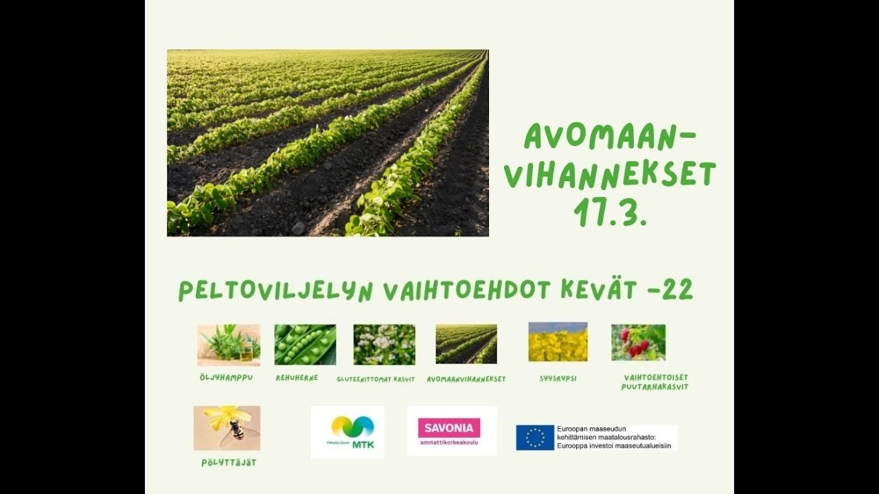 Avomaanvihannesten viljely, kannattavuus ja markkinat