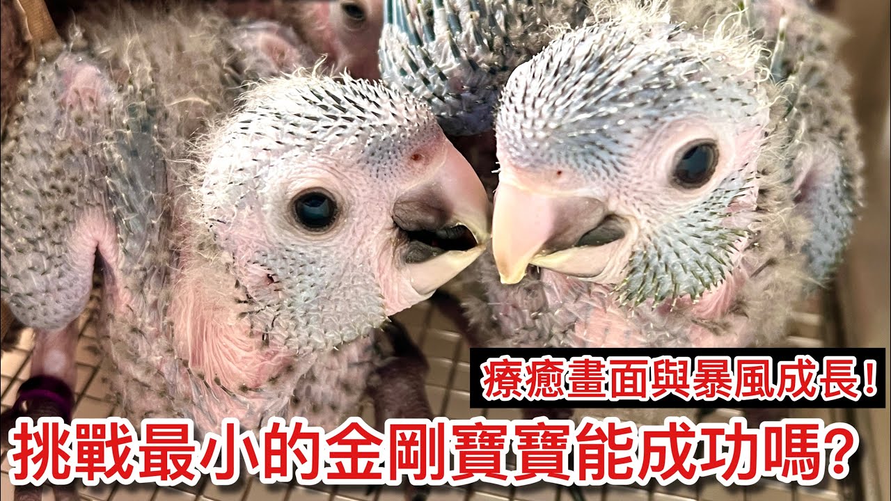 新挑戰！100小時挑戰飼養3隻「最小型」迷你金剛！成長速度太驚人？【鸚鵡小木屋】