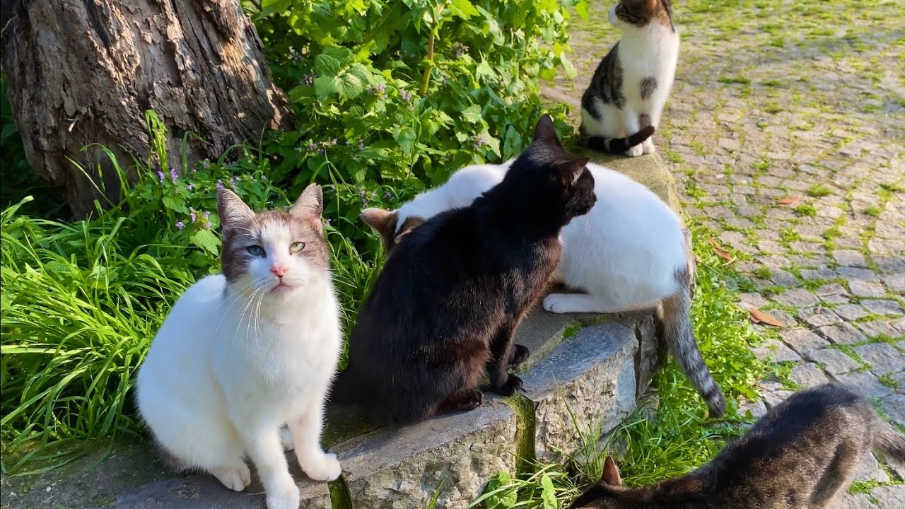 I Fed Hungry Cats Living in the Park – So Emotional!