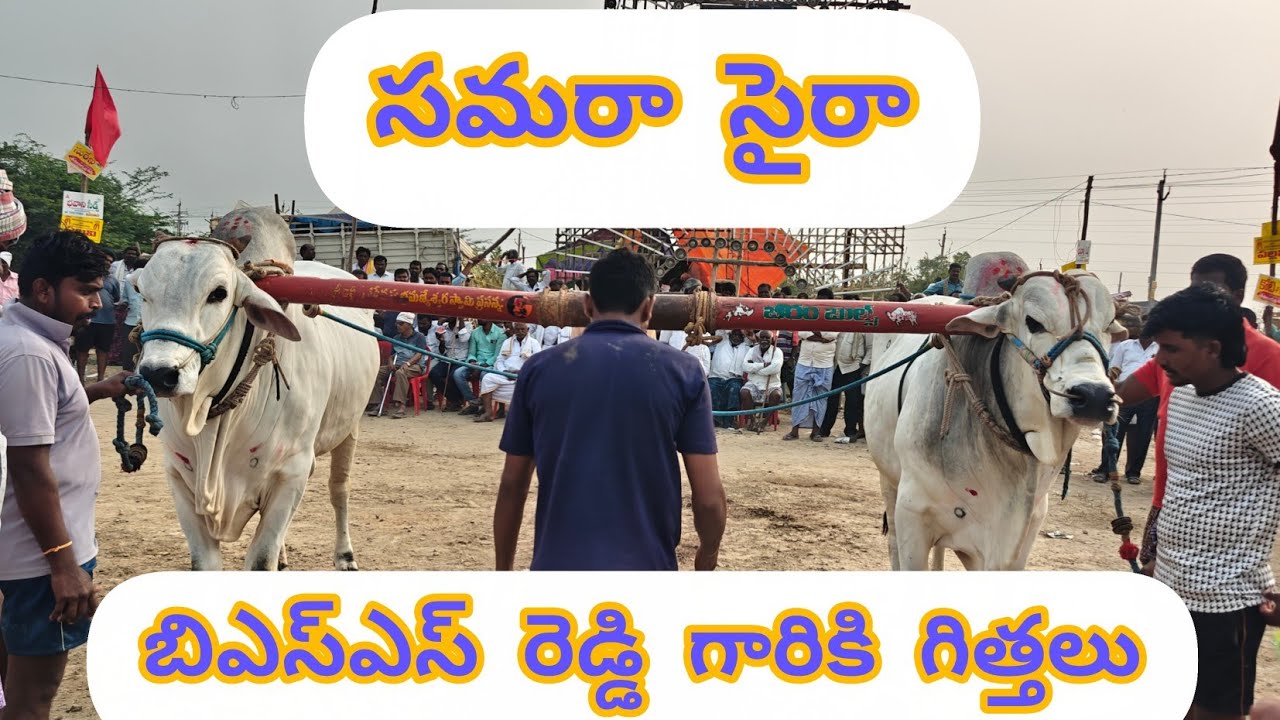 మొర్జంపాడు 6పళ్ళు | 5జత (సైరా-సమర) బీరం బుల్స్ బీరం సుబ్రహ్మణేశ్వర్ రెడ్డి గారు S.కొత్తూరు