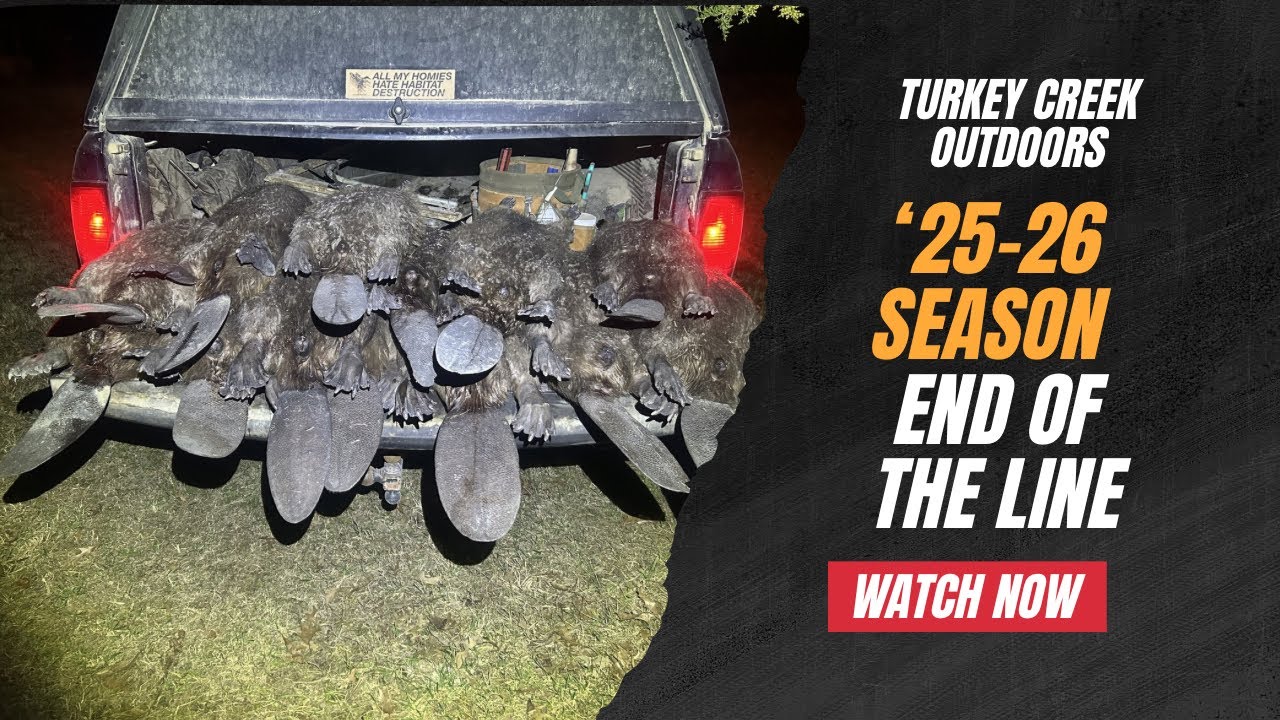 END OF THE LINE!! Bobcat Trapping, Beaver Trapping, and Upcoming Content…..