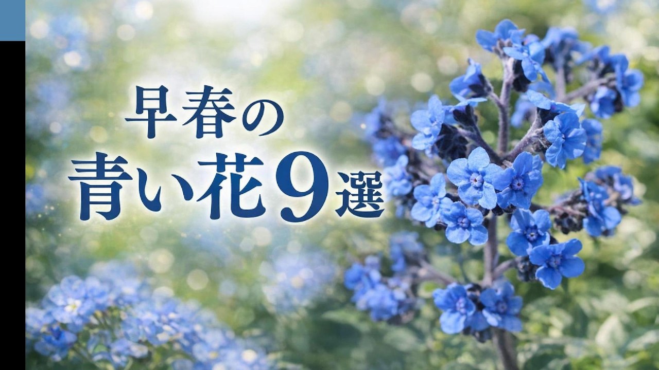 早春の青い花9選 あなたの身近に咲いている青い花をご紹介します・キュウリグサ／シラー／プルモナリア／ワスレナグサ／シノグロッサム／プシュキニア／オオイヌノフグリ／ブルンネラ／ネモフィラ#青い花