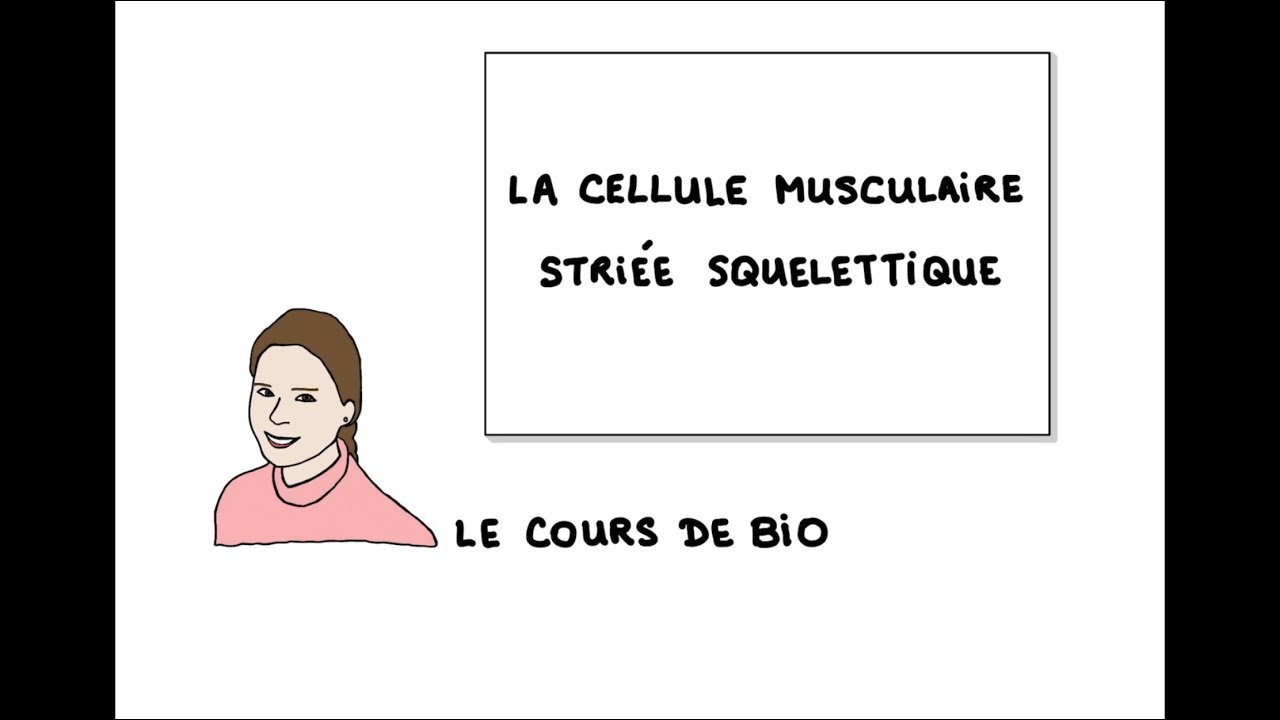 La cellule musculaire striée squelettique (structure, fonctionnement, pathologies)