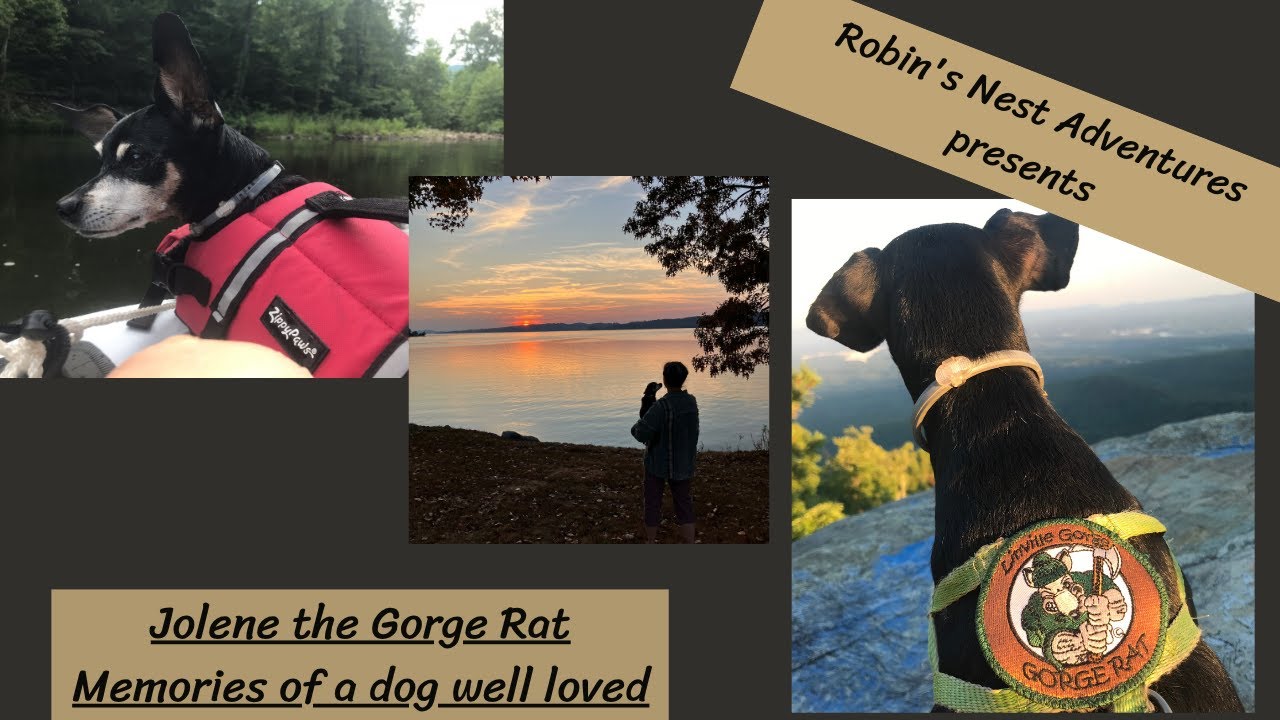 Jolene the Gorge Rat- Memories of a dog well loved