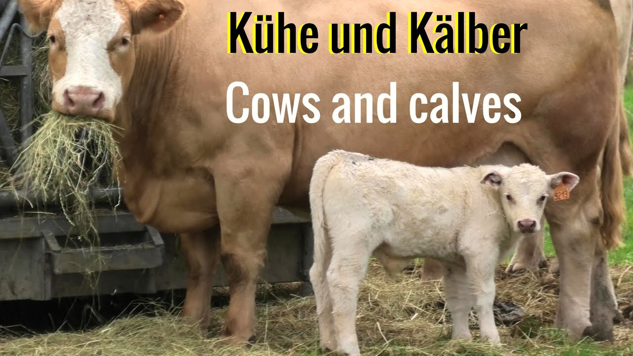 K&uuml;he und K&auml;lber * Cows and calves * 4K clip