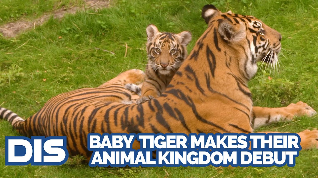 Baby Tiger Bakso Makes their Debut at Disney's Amimal Kingdom