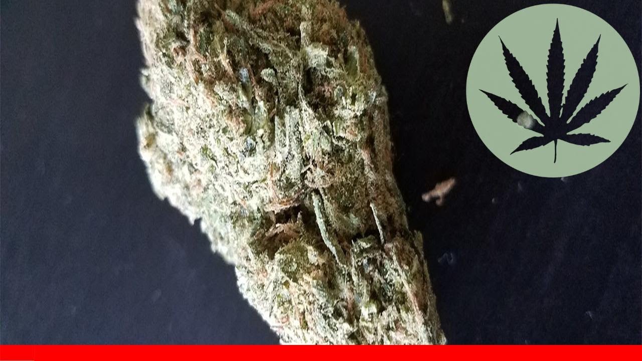 Cat Piss - All About This Strain