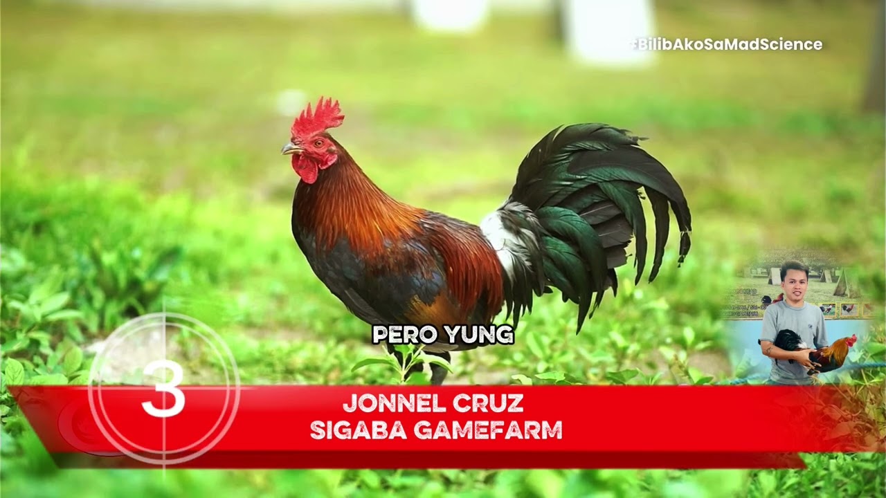 Manok na ma petcho ang katawan mas maganda 