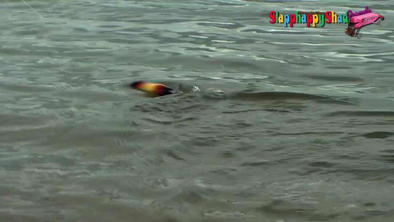 Tsunami Lures -Slapphappy Shad Grande-