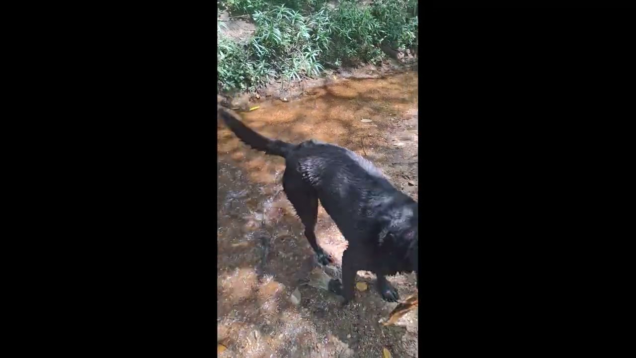 21 January 2026 Labradors + water = heaven