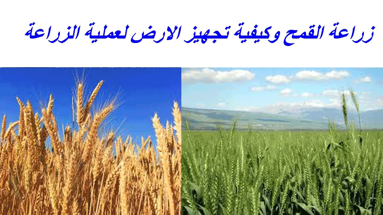 زراعة القمح وكيفية تجهيز الارض لعملية الزراعة