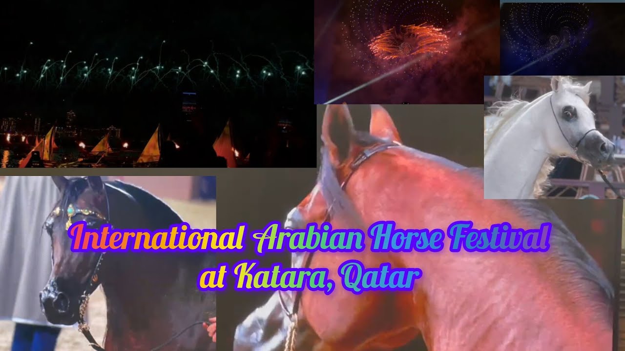 International Arabian Horse Festival 2026 at Katara, Qatar