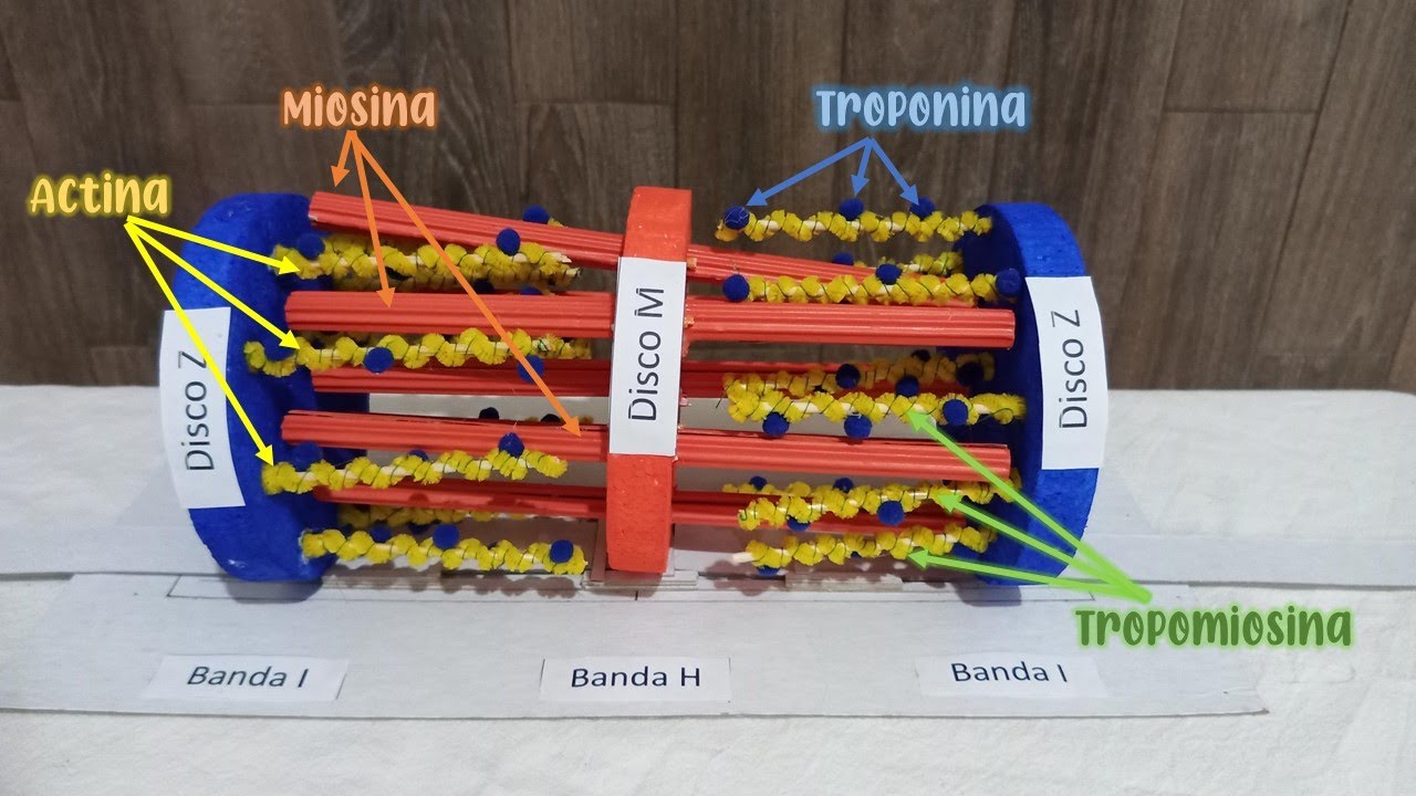Maqueta de Sarcómero