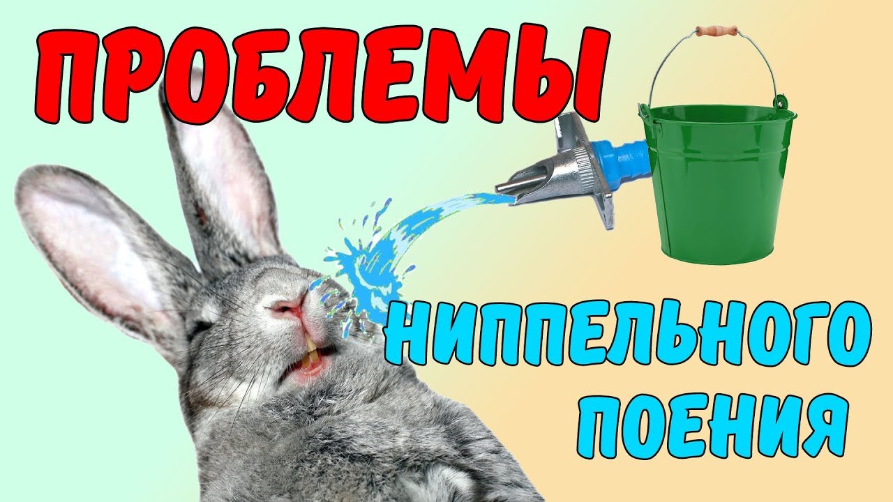 ПРОБЛЕМЫ НИППЕЛЬНОГО ПОЕНИЯ КРОЛИКОВ