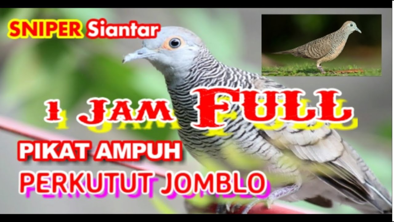 SUARA PIKAT PERKUTUT JOMBLO, JERNIH NYARING DURASI 1 JAM FULL, TERBUKTI AMPUH | SNIPER Siantar
