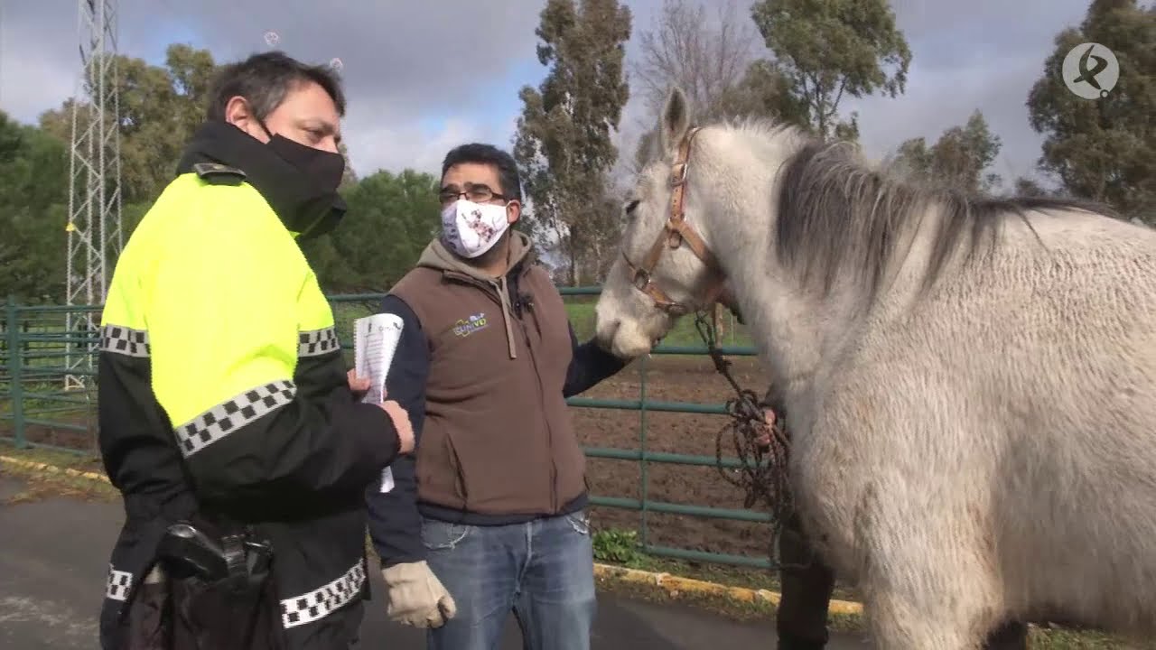 Una segunda oportunidad para estos caballos | Extremadura a caballo