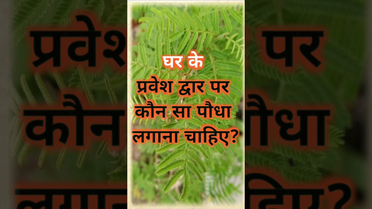 घर के प्रवेश द्वार पर कौन सा पौधा लगाना चाहिए//mai gate par konsa paudha lagaye #youtubeshorts