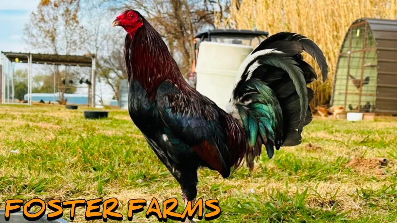 Kelso Grey - FOSTER FARM