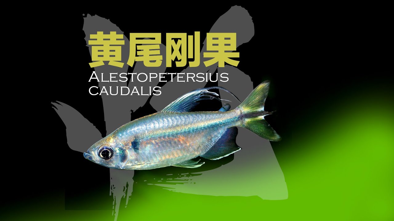黄尾刚果灯，Alestopetersius caudalis