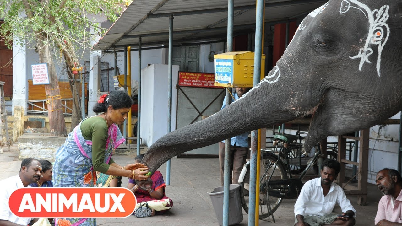 [DOCU] Les animaux et le sacré: l'Inde - Animaux